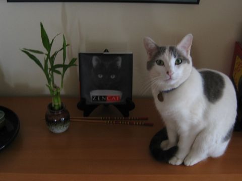 keiko_zencat.jpg